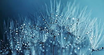 Macro Blue Dandelion Seeds with Water Droplets
