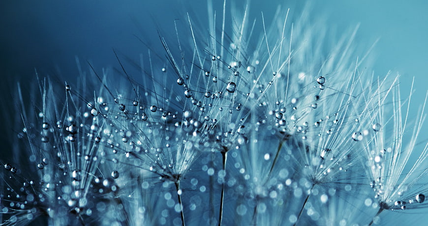 Macro Blue Dandelion Seeds with Water Droplets