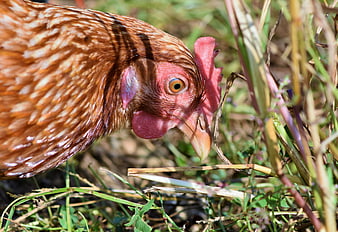 Close-up of a brown hen foraging in a grassy field