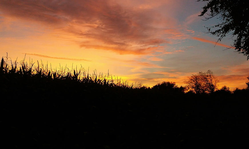 Dramatic orange sunset sky over dark silhouette of cornfield