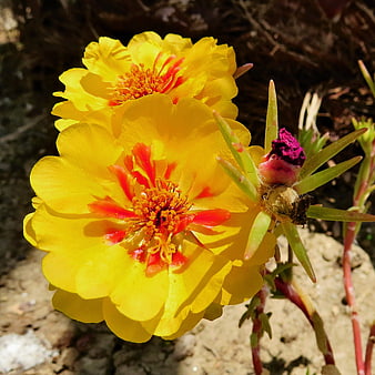 Vibrant Yellow Portulaca Flowers with Red Centers in Sunlight