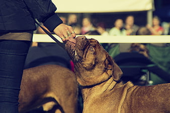 Close-up of a brown dog receiving a treat at a dog show
