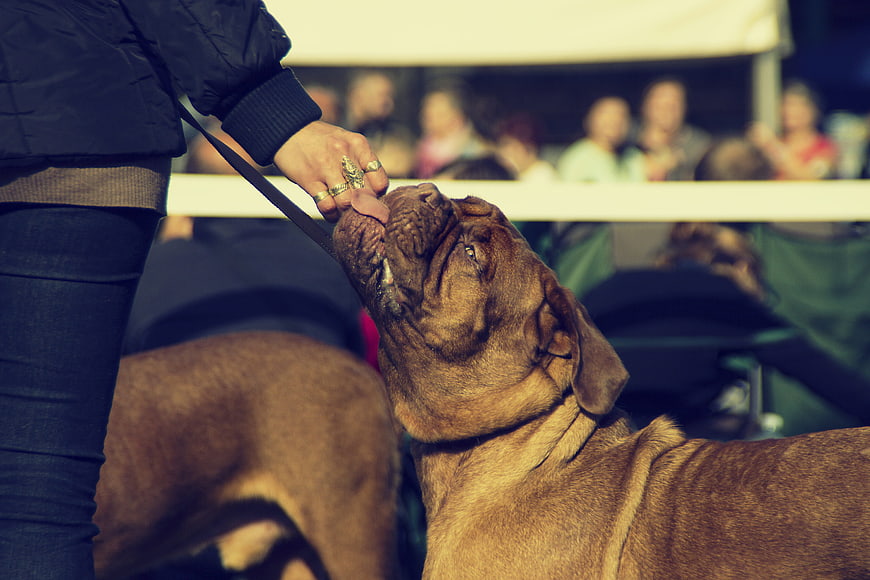 Close-up of a brown dog receiving a treat at a dog show