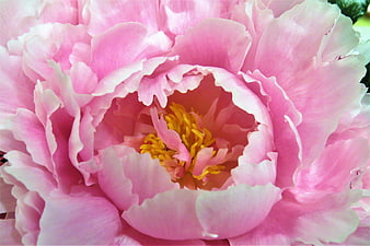 Close-up of a blooming pink peony flower with yellow center