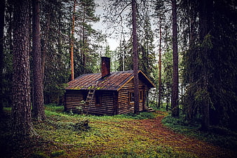 Rustic wooden cabin in a dense pine forest with mossy ground