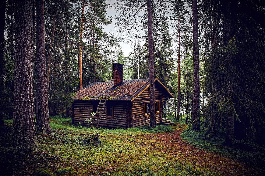 Rustic wooden cabin in a dense pine forest with mossy ground