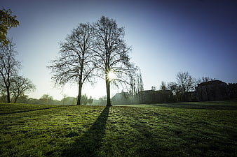 Sunlight shining through bare trees in a green park