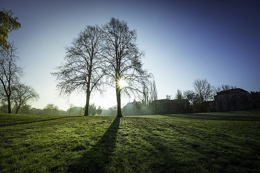 Sunlight shining through bare trees in a green park