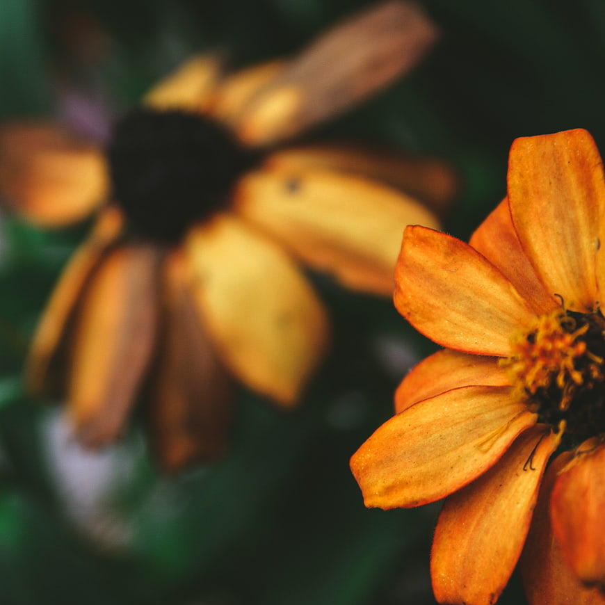 Close-up of orange zinnia flower with blurred background