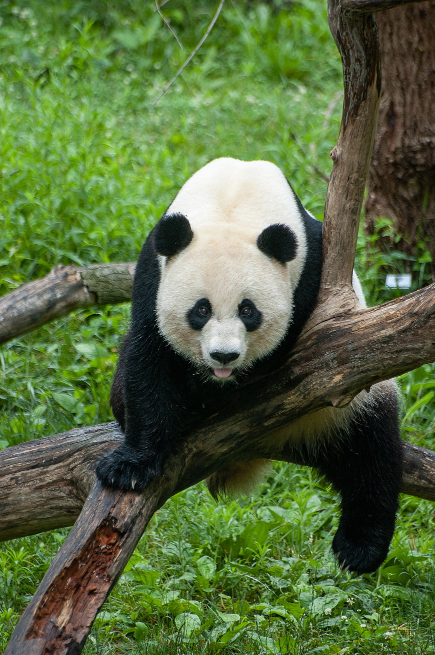 Cute Giant Panda Bear Resting on Tree Branch