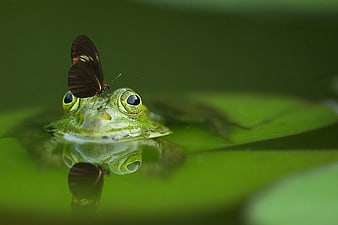 Green Frog with Butterfly on Head in Pond Water