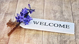 Purple hyacinth flower on rustic welcome sign