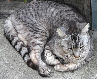 Sleeping gray tabby cat curled up on concrete
