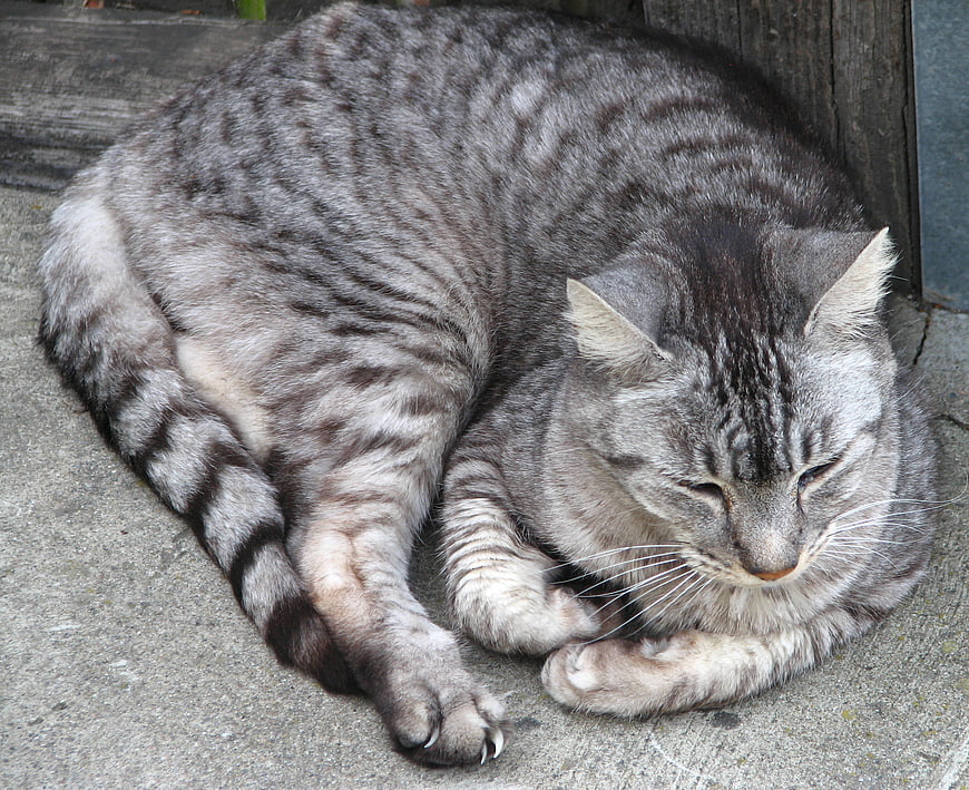 Sleeping gray tabby cat curled up on concrete