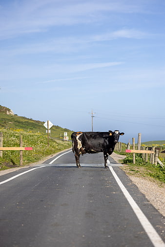 Black and white cow standing on rural road