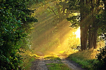 Sunbeams shining through misty forest path in autumn morning