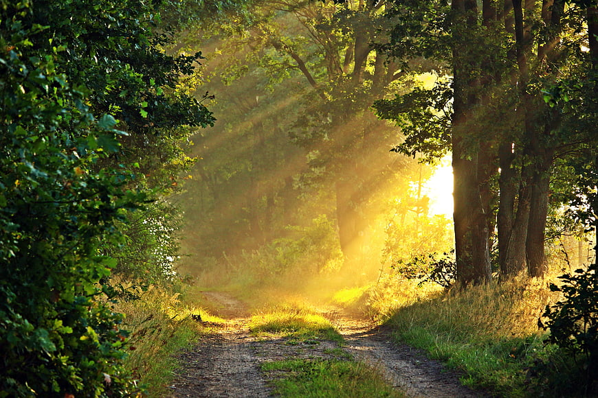 Sunbeams shining through misty forest path in autumn morning