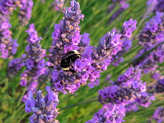 Bumblebee Pollinating Purple Lavender Flowers in Garden