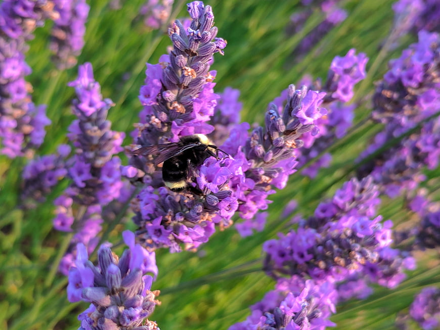 Bumblebee Pollinating Purple Lavender Flowers in Garden