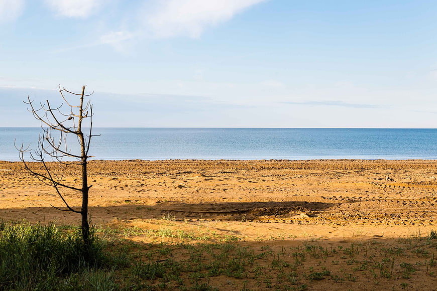 Lone Dead Tree on Sandy Beach with Blue Sea Horizon
