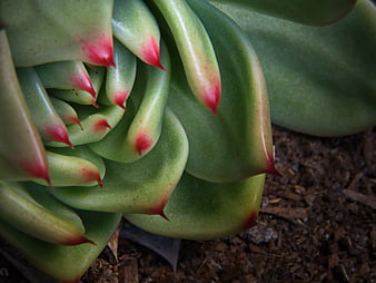 Close-up of Green Succulent with Red Tips