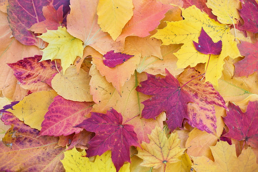 Colorful Autumn Maple Leaves Background Pattern