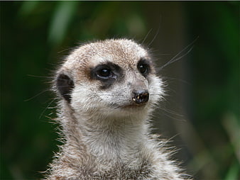 Close-up portrait of a curious meerkat with dark eye patches