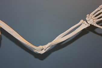 Human Arm Skeleton Anatomy Model on Blue Background