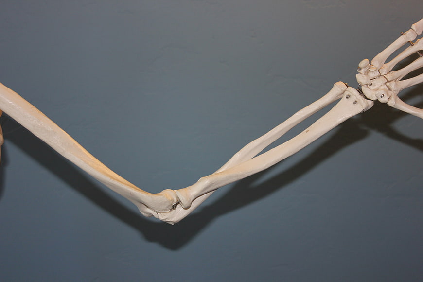 Human Arm Skeleton Anatomy Model on Blue Background