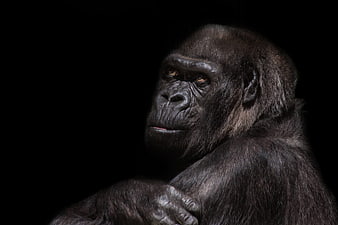 Portrait of a Silverback Gorilla on Black Background