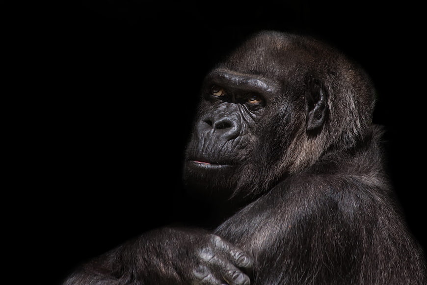 Portrait of a Silverback Gorilla on Black Background