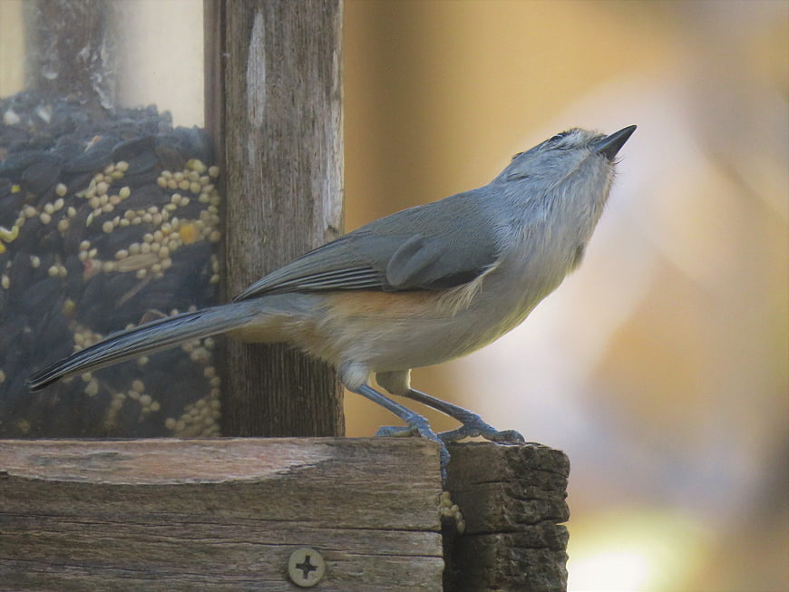 Tufted Titmouse perched on wooden bird feeder