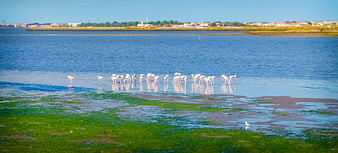 Flamingos wading in shallow coastal waters with green algae