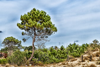 Lone pine tree on sandy dune with blue sky background