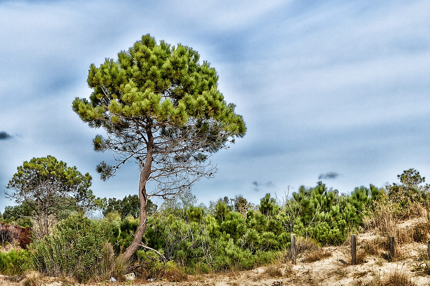 Lone pine tree on sandy dune with blue sky background