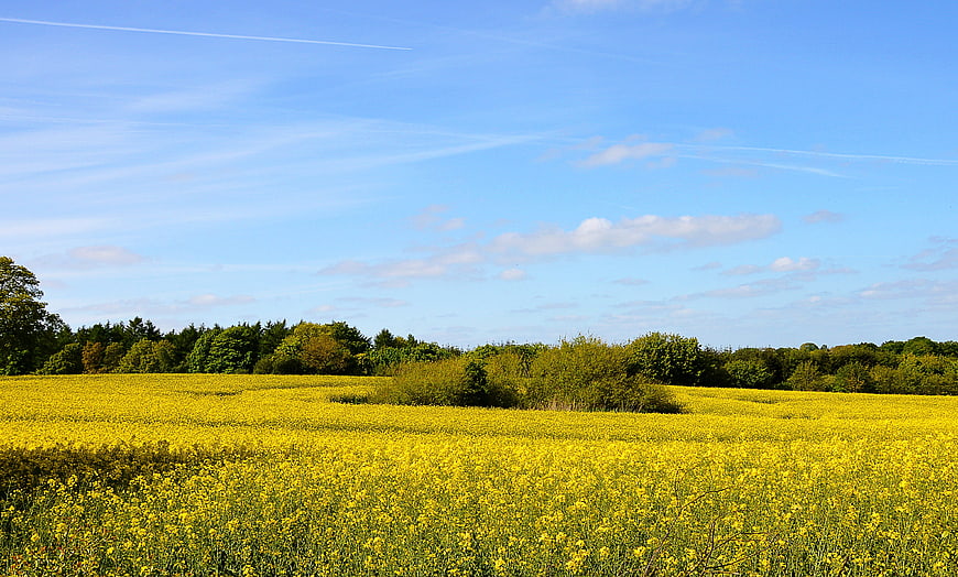Vibrant Yellow Rapeseed Field Under Blue Sky