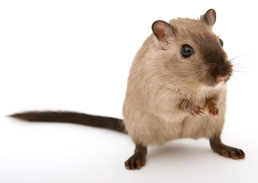 Cute Brown Rat Isolated on White Background