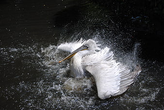 White Pelican Splashing in Dark Water