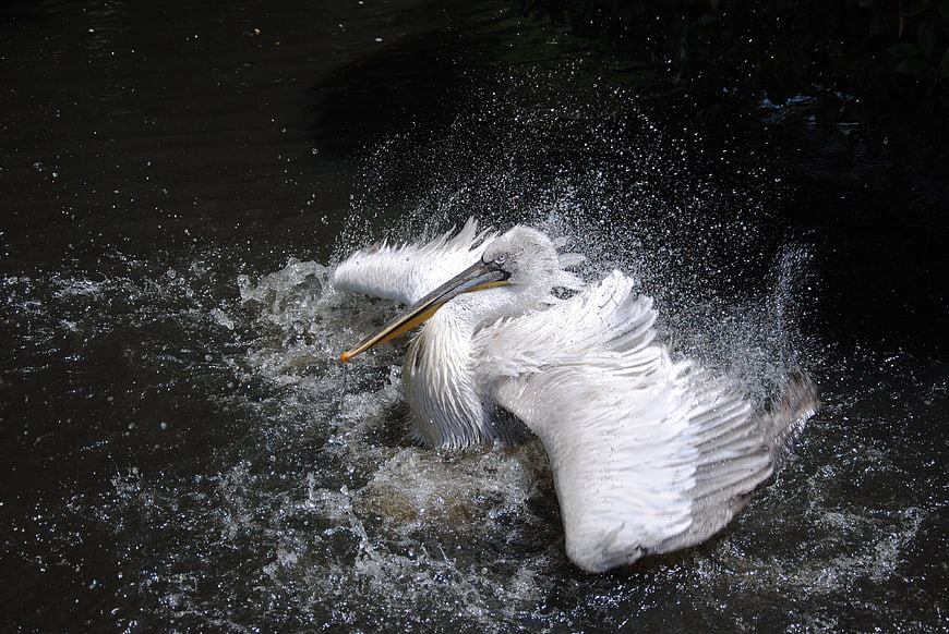 White Pelican Splashing in Dark Water