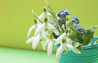 White Snowdrops and Blue Forget-Me-Nots in a Teal Bucket