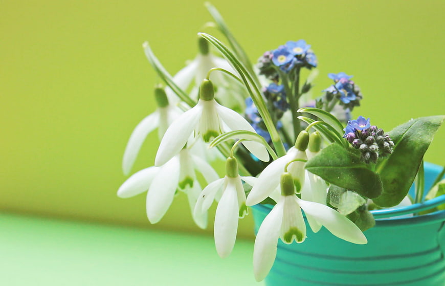 White Snowdrops and Blue Forget-Me-Nots in a Teal Bucket