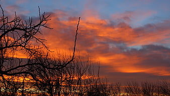 Dramatic orange sunset sky with silhouetted bare tree branches