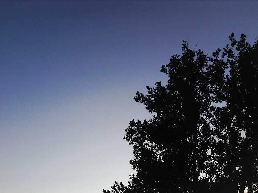 Silhouette of tree branches against a twilight blue sky