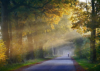 Man Walking on Misty Autumn Road with Sunbeams