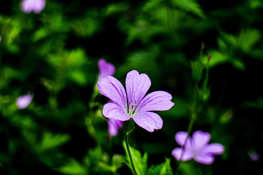 Close-up of purple geranium flower in green garden