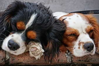 Two sleeping Cavalier King Charles Spaniels resting on a brick ledge