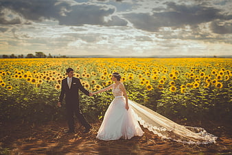 Wedding couple holding hands in sunflower field at sunset