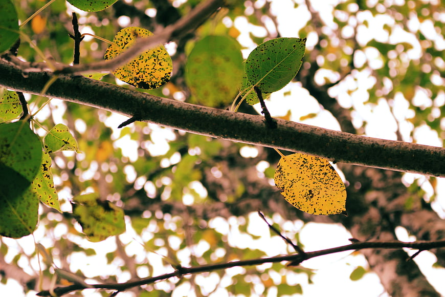 Close-up of autumn leaves with spots on a tree branch