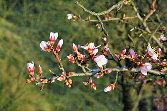 Pink almond blossoms blooming on tree branches in spring
