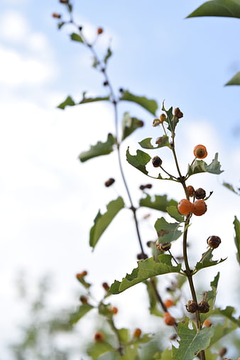 Close-up of orange berries on a green vine against a blue sky